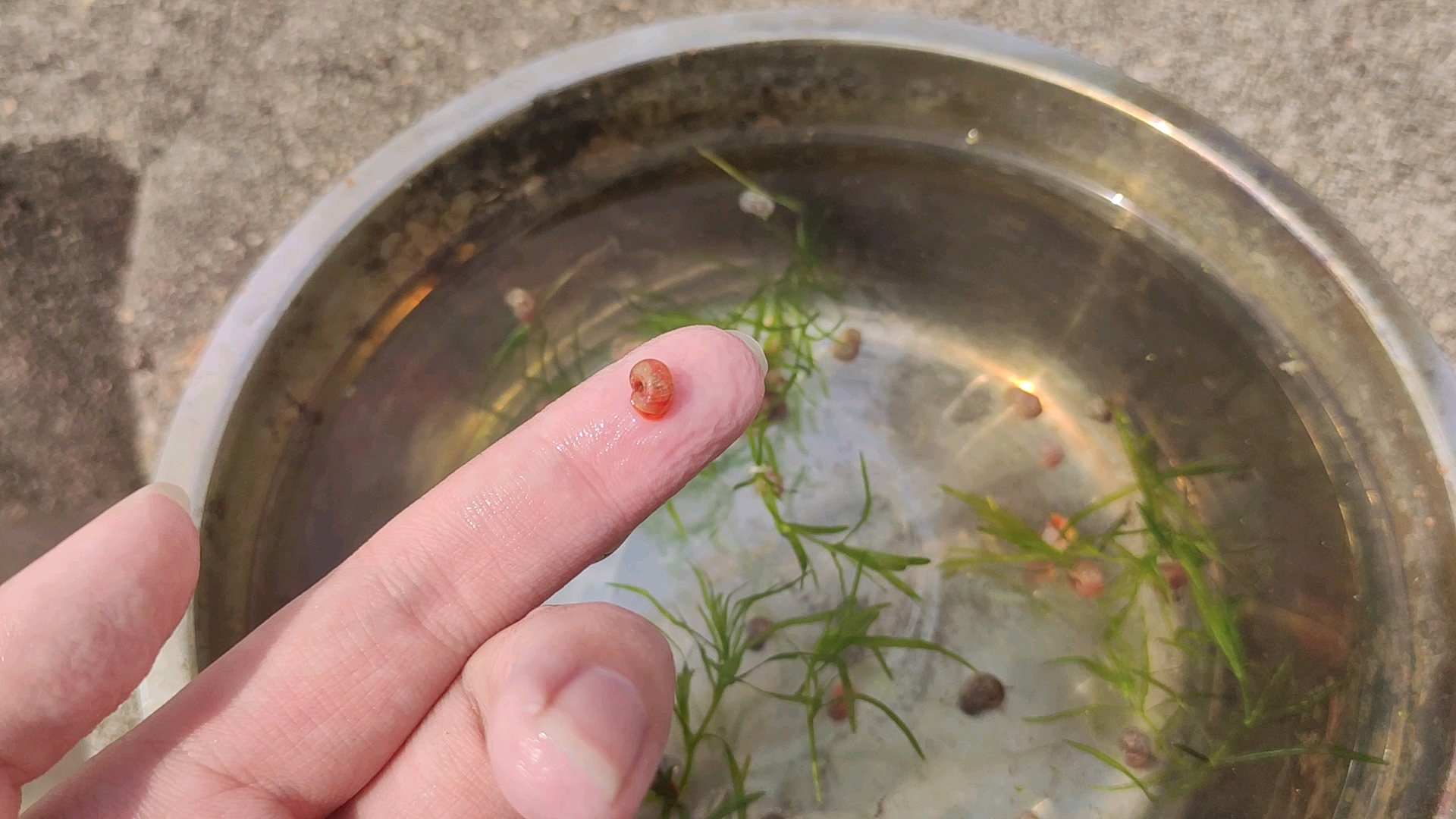 苹果螺食物图片