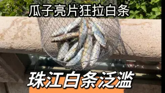 Tải video: 广州珠江最近白条泛滥，瓜子亮片匀收就能狂拉白条，一会功夫就能煎一盘！