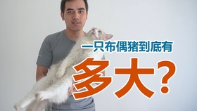 体型不同布偶和田园猫养起来出现了3个区别 哔哩哔哩 つロ干杯 Bilibili