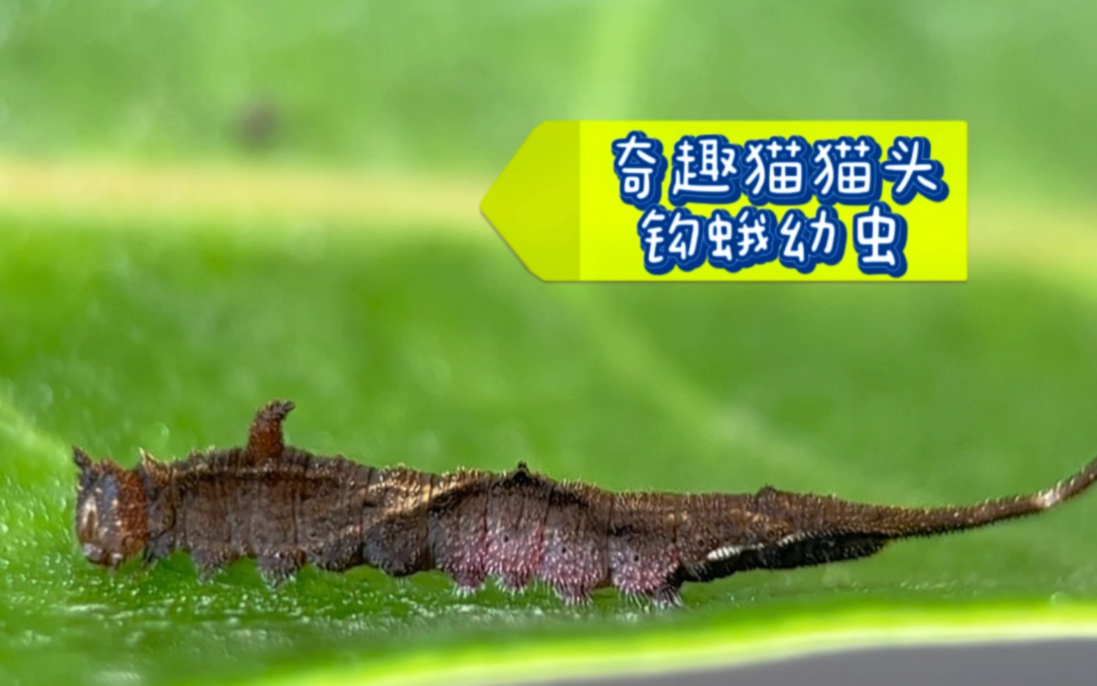 奇趣的钩蛾幼虫