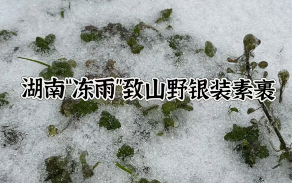 湖南"冻雨"持续性下个不停,冰粒如绿豆般大小,山野已银装素裹!