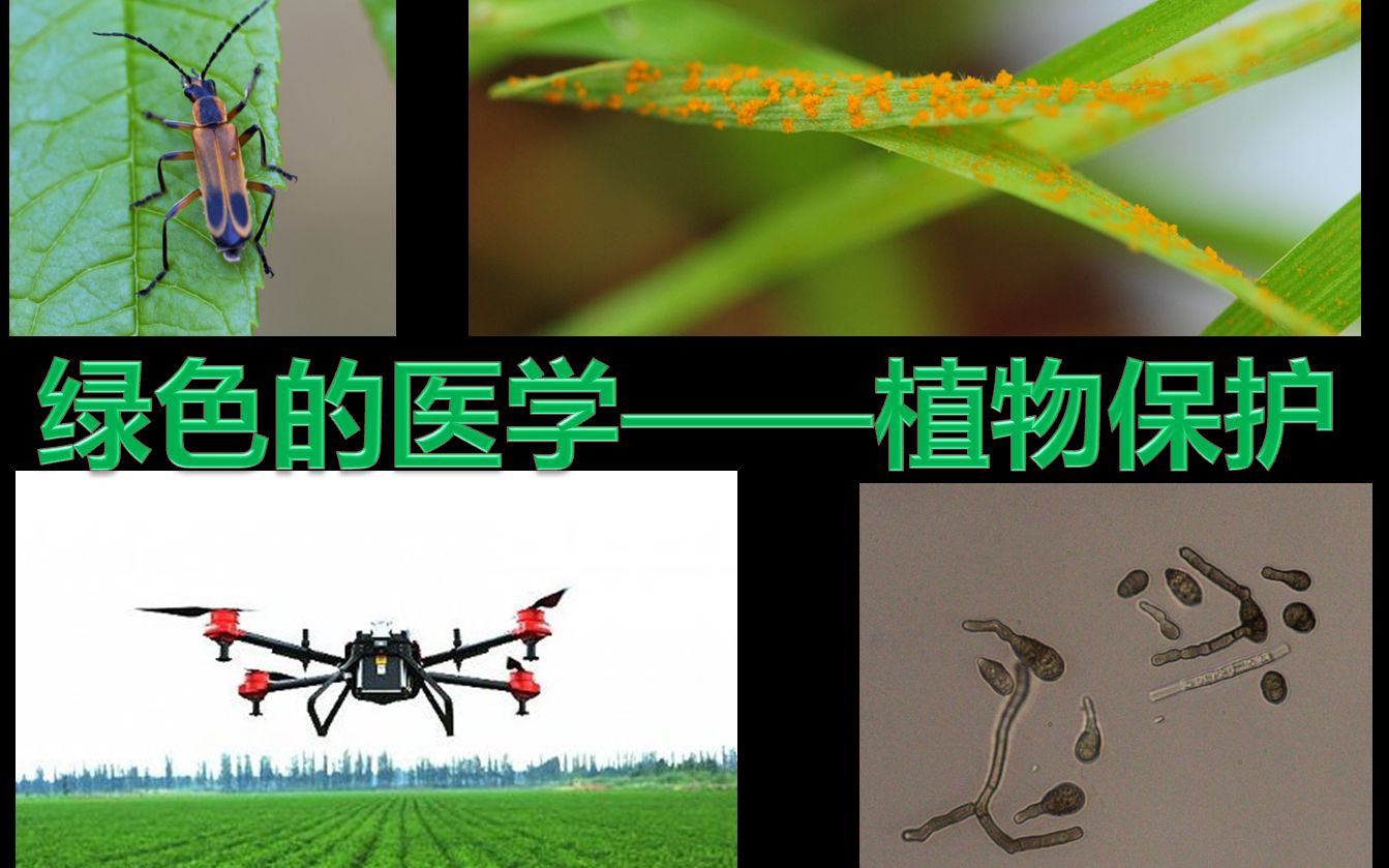 绿色的医学——植物保护哔哩哔哩bilibili