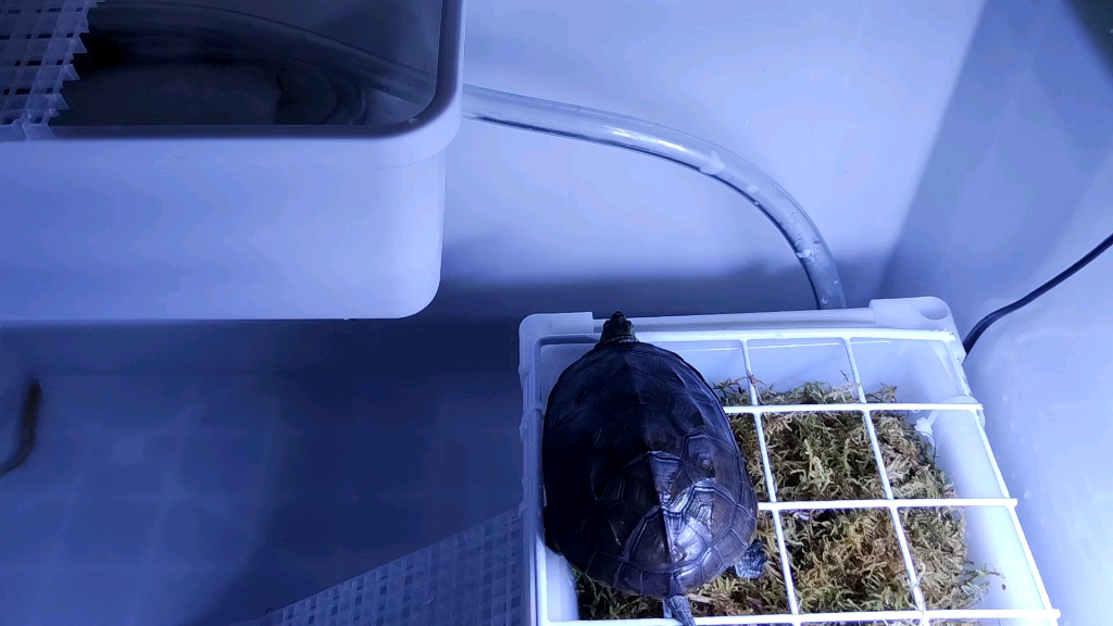 蛋池做好啦 看看啥时候能给我整点蛋孵一孵