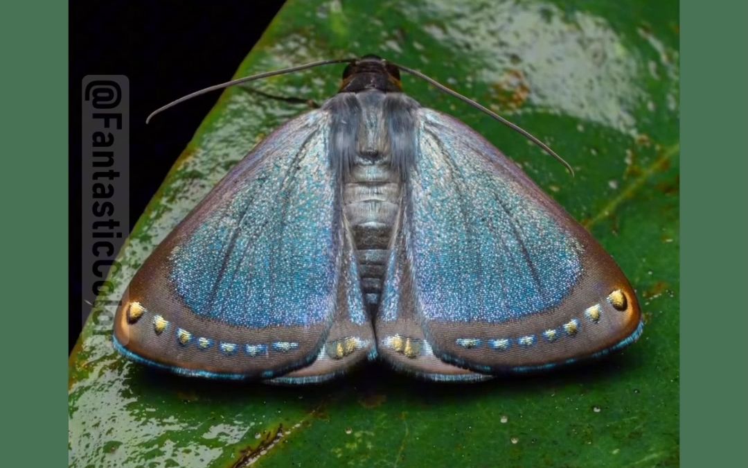 蝴蝶和飞蛾放大后原来是这样