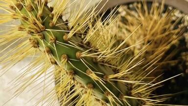 野狐团扇Opuntia pycnantha 仙人掌科仙人掌属多肉植物，野狐仙人掌生长