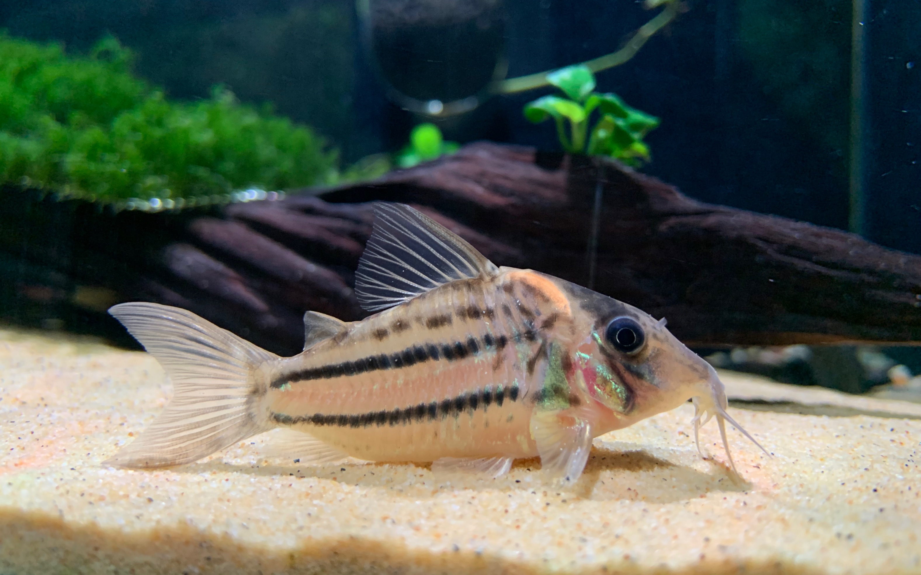 证件照与生活照～顽皮豹 corydoras ornatus
