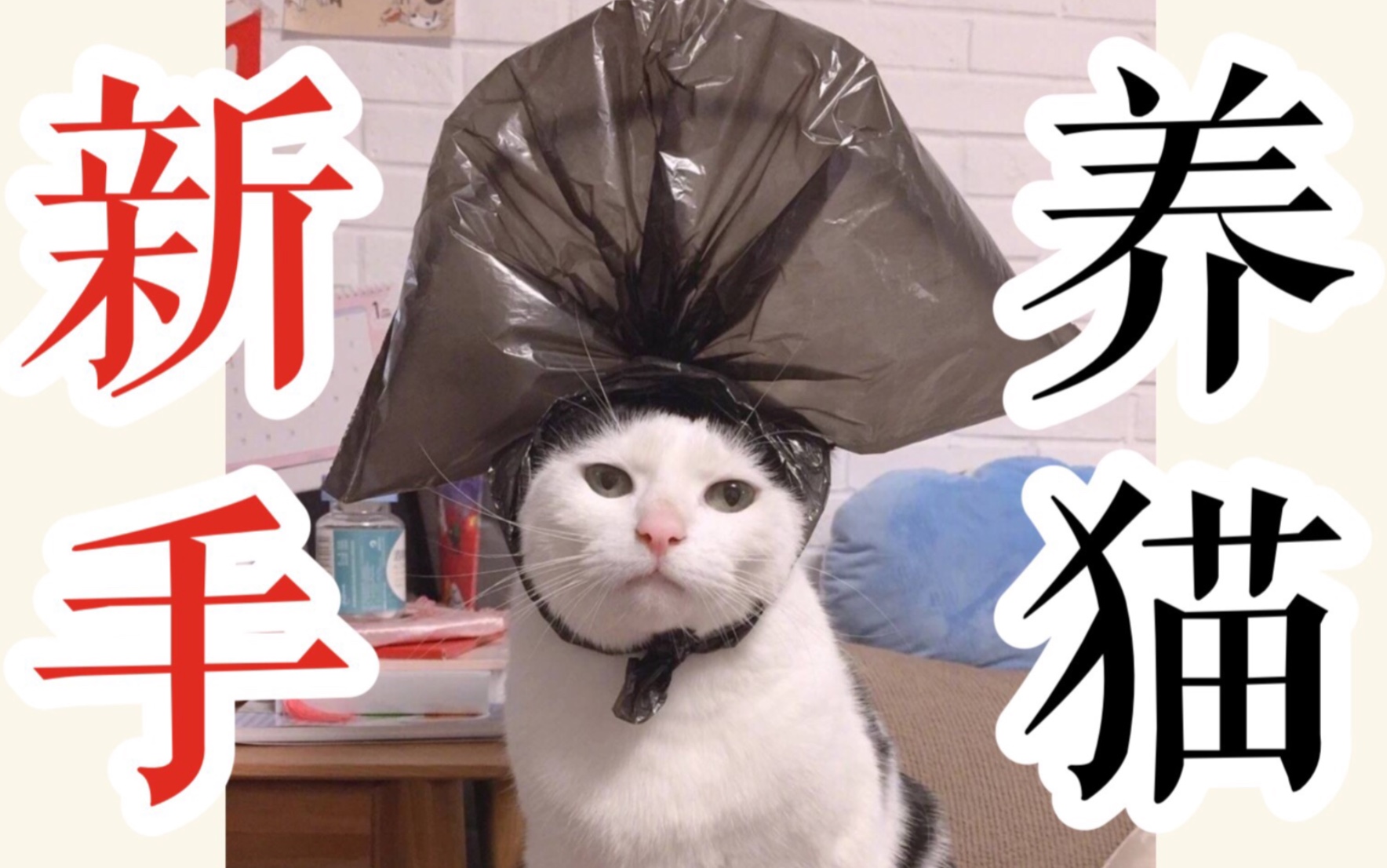 新手养猫无偿领养买猫不上当省钱养猫法从小教育不