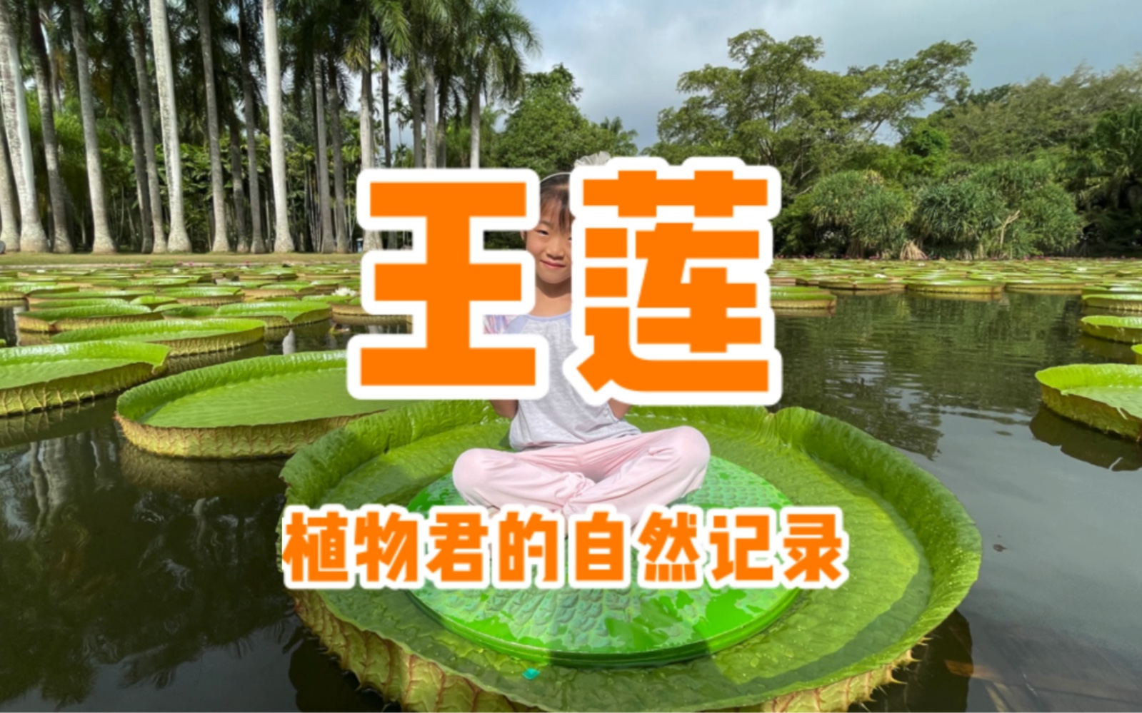 金钩莲功效和作用(金钩莲:抗氧化护肤神器)