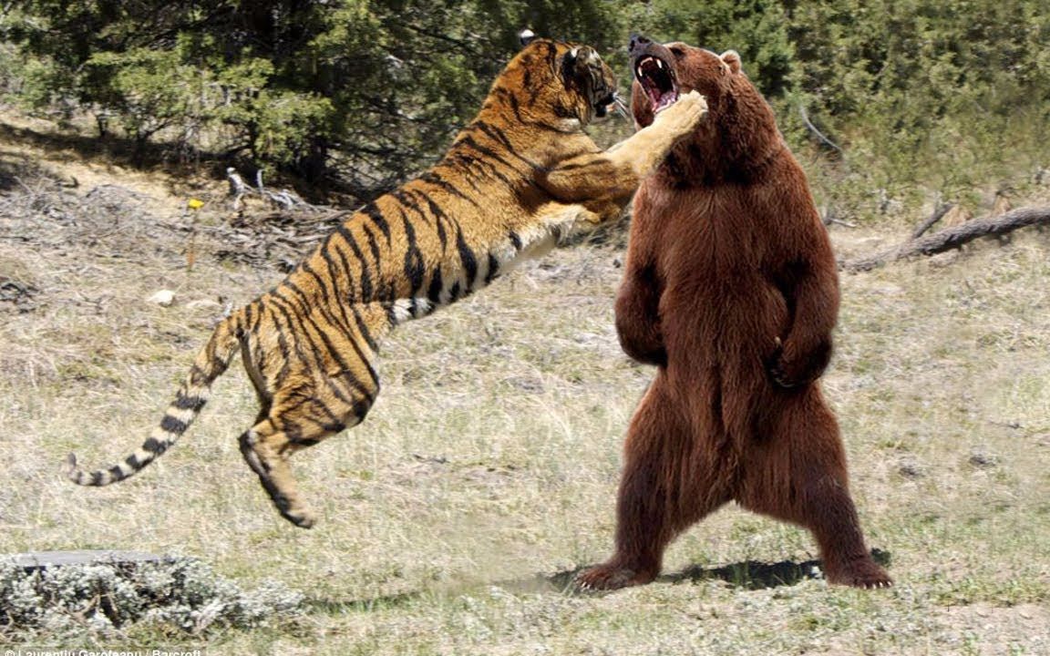 老虎和熊猫打架图片