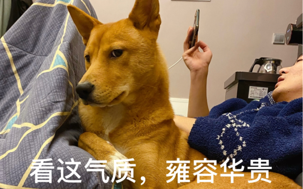 [图]“中华田园犬”颜值Top大秀（对不起，自封的）