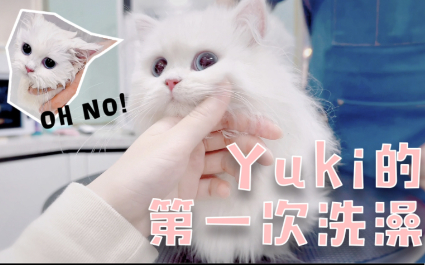 小奶猫Yuki的第一次洗澡日记哔哩哔哩bilibili