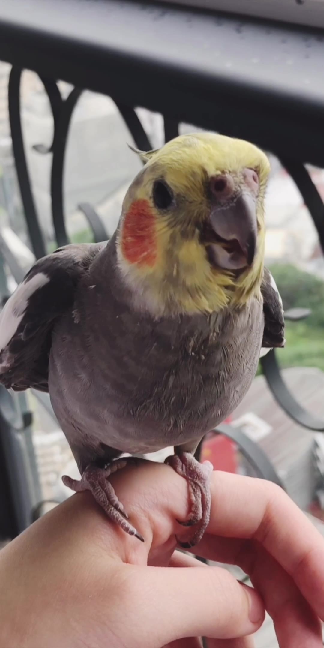 腮红鸡·嘤嘤嘤066706小话痨铁柱