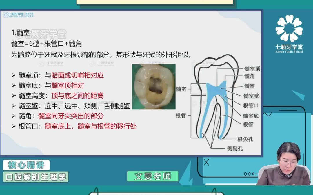 口腔解剖髓室哔哩哔哩bilibili