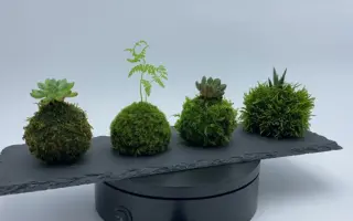 苔玉 搜索结果 哔哩哔哩 Bilibili