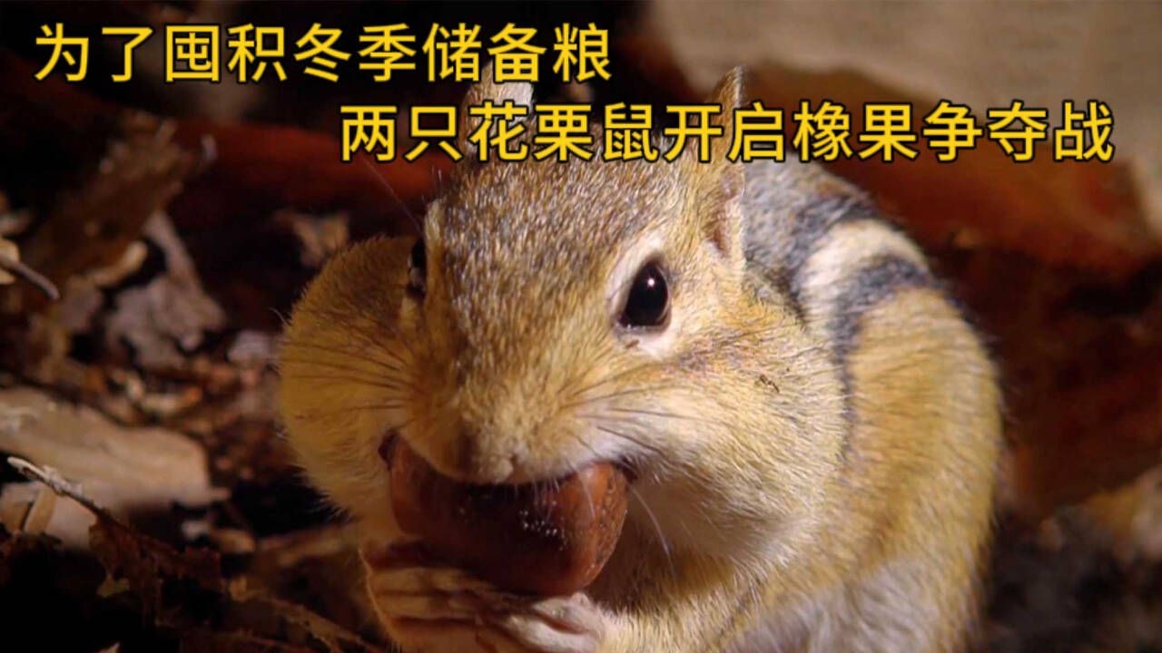 为了囤积冬季储备粮,两只花栗鼠开启橡果争夺战