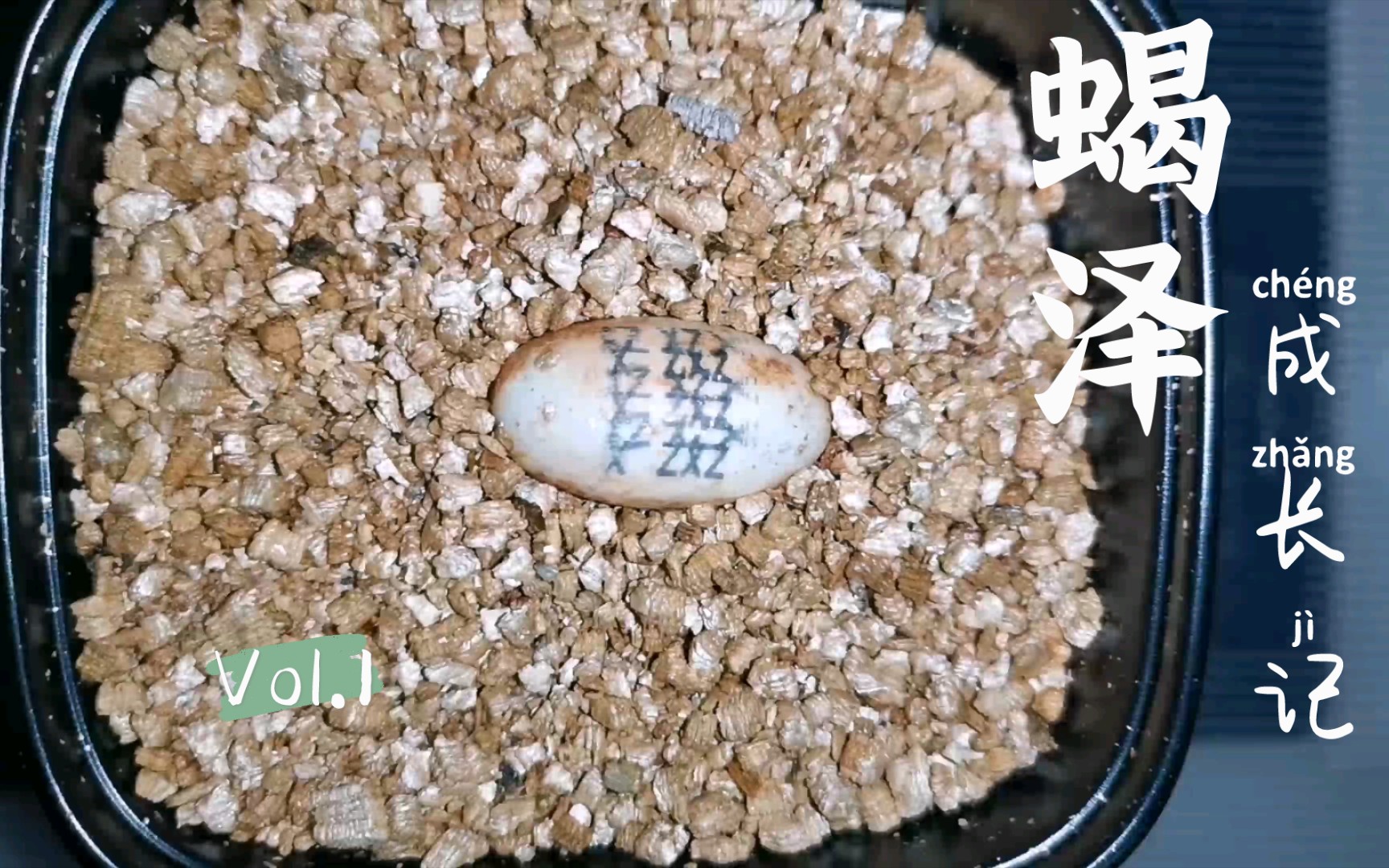 活动  蝎泽蛋龟的成长日记【第一期】