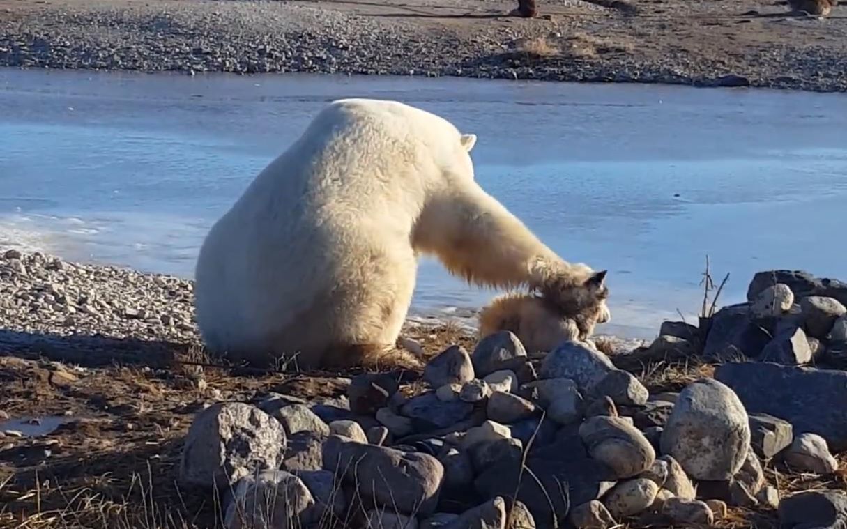 北极熊的宠物狗