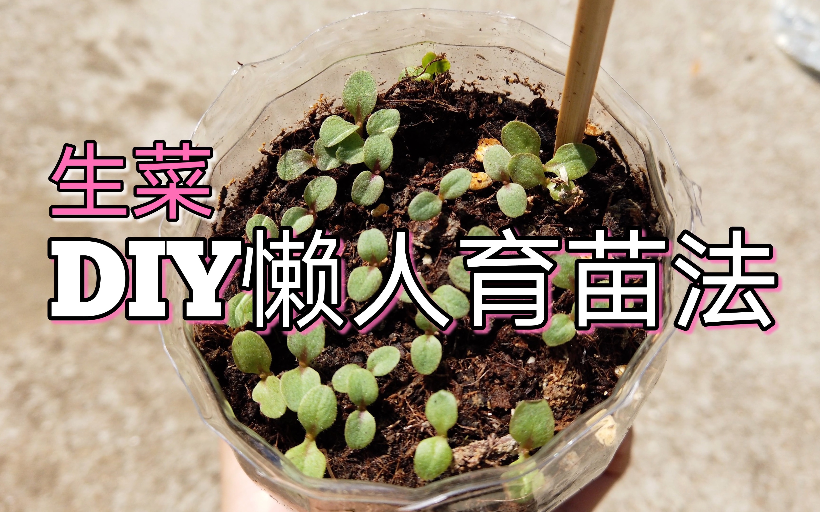 DIY懒人种生菜,一周不需要浇水哔哩哔哩bilibili