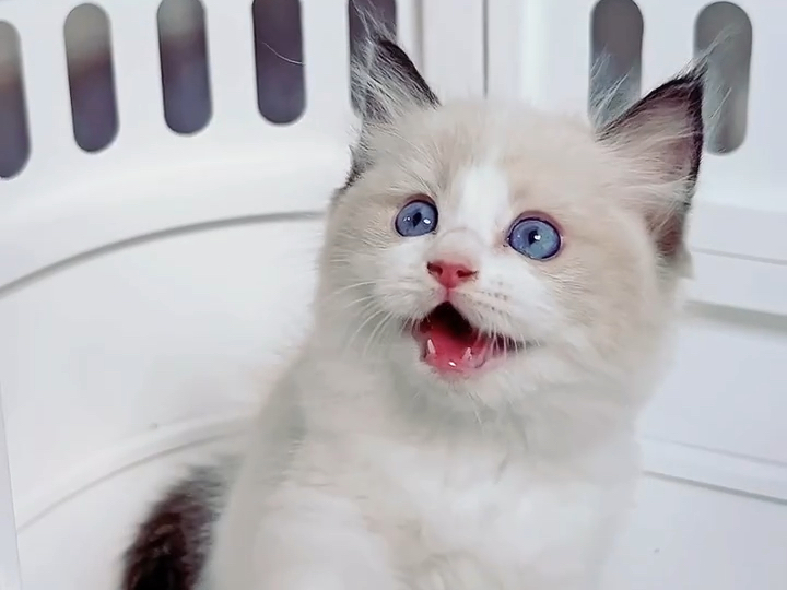 布偶猫360度无死角的可爱小猫咪