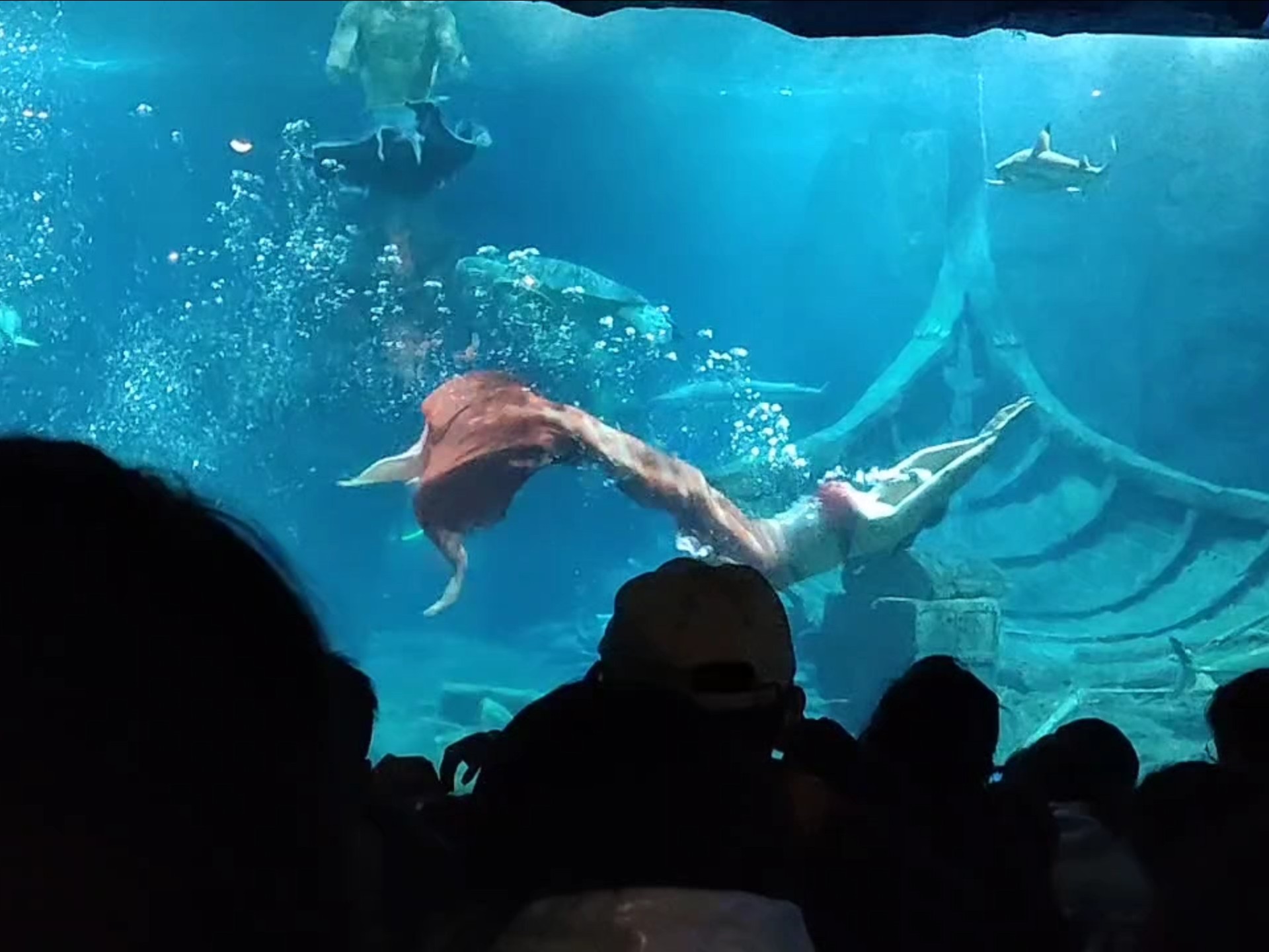 东湖海洋世界第一站海盗船表演2,看到了大鲨鱼和美人鱼耶