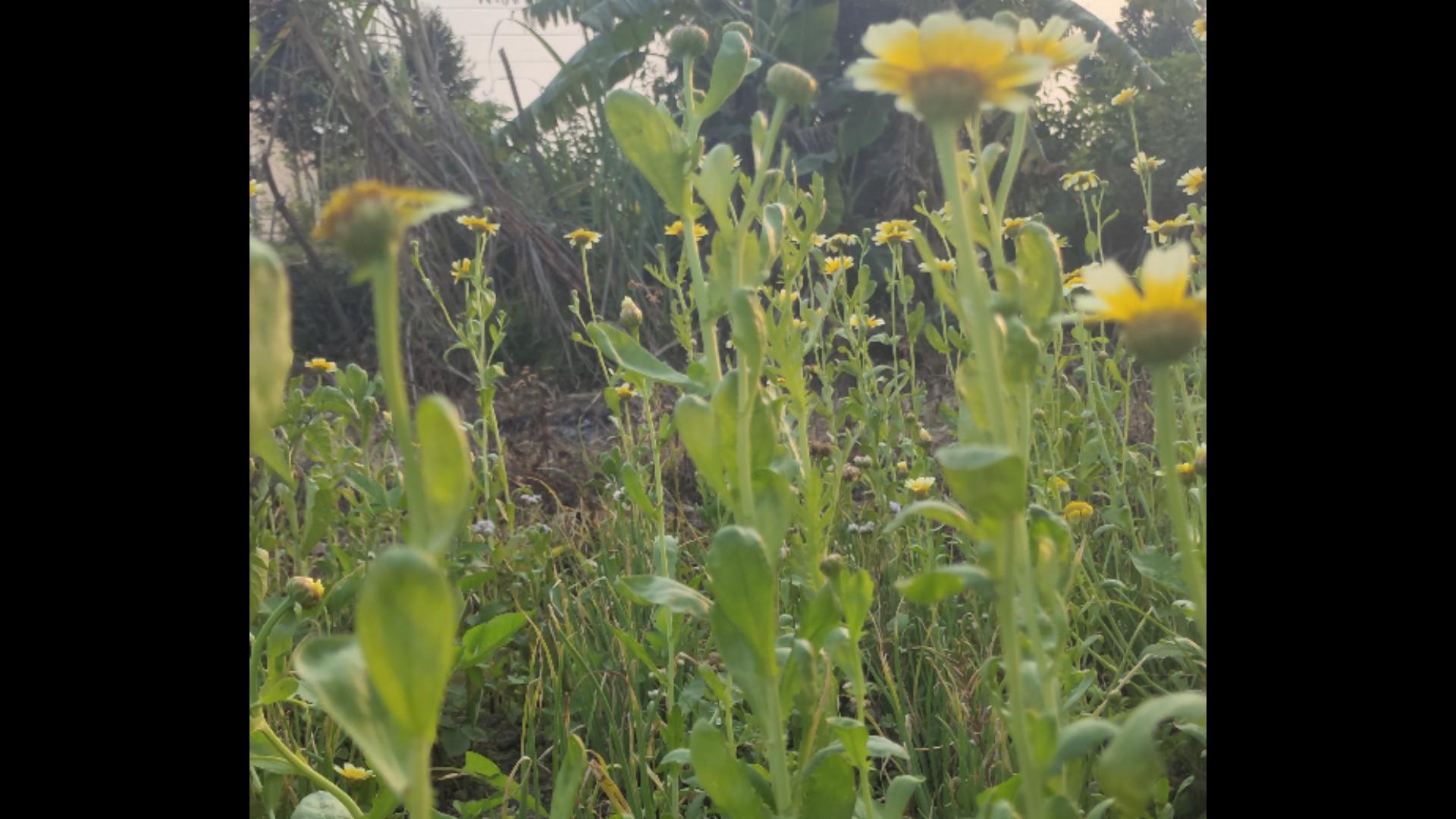 茼蒿都开花了,还能吃吗哔哩哔哩bilibili