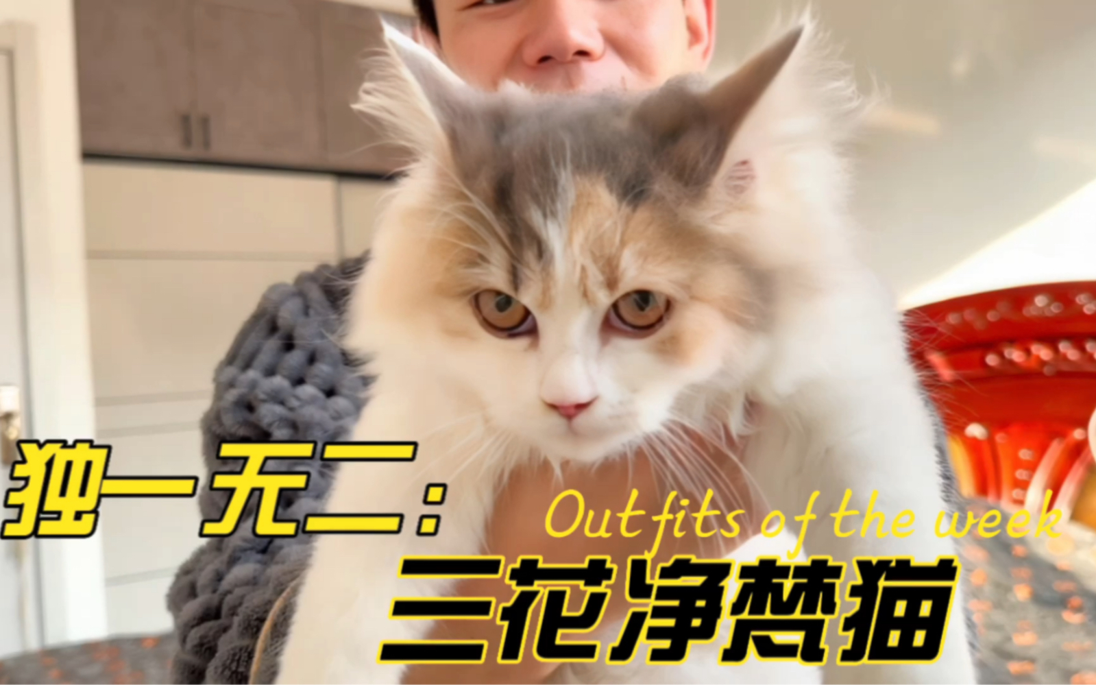 三花净梵猫你们了解多少?