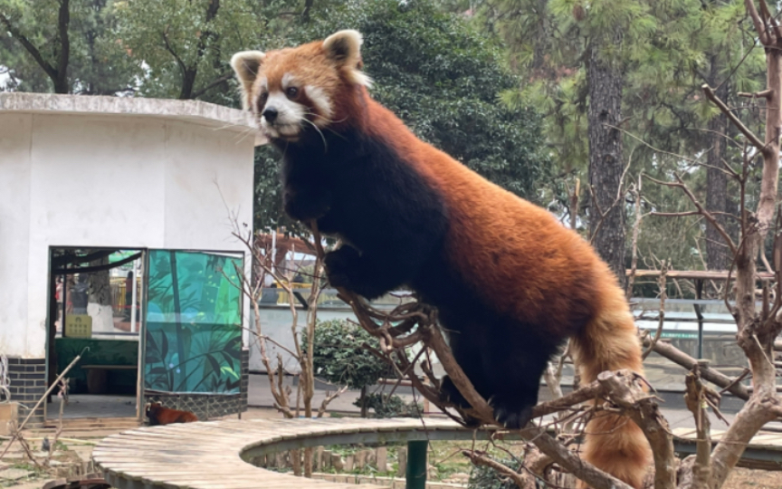 九峰山动物园 动物不多,近距离要收费