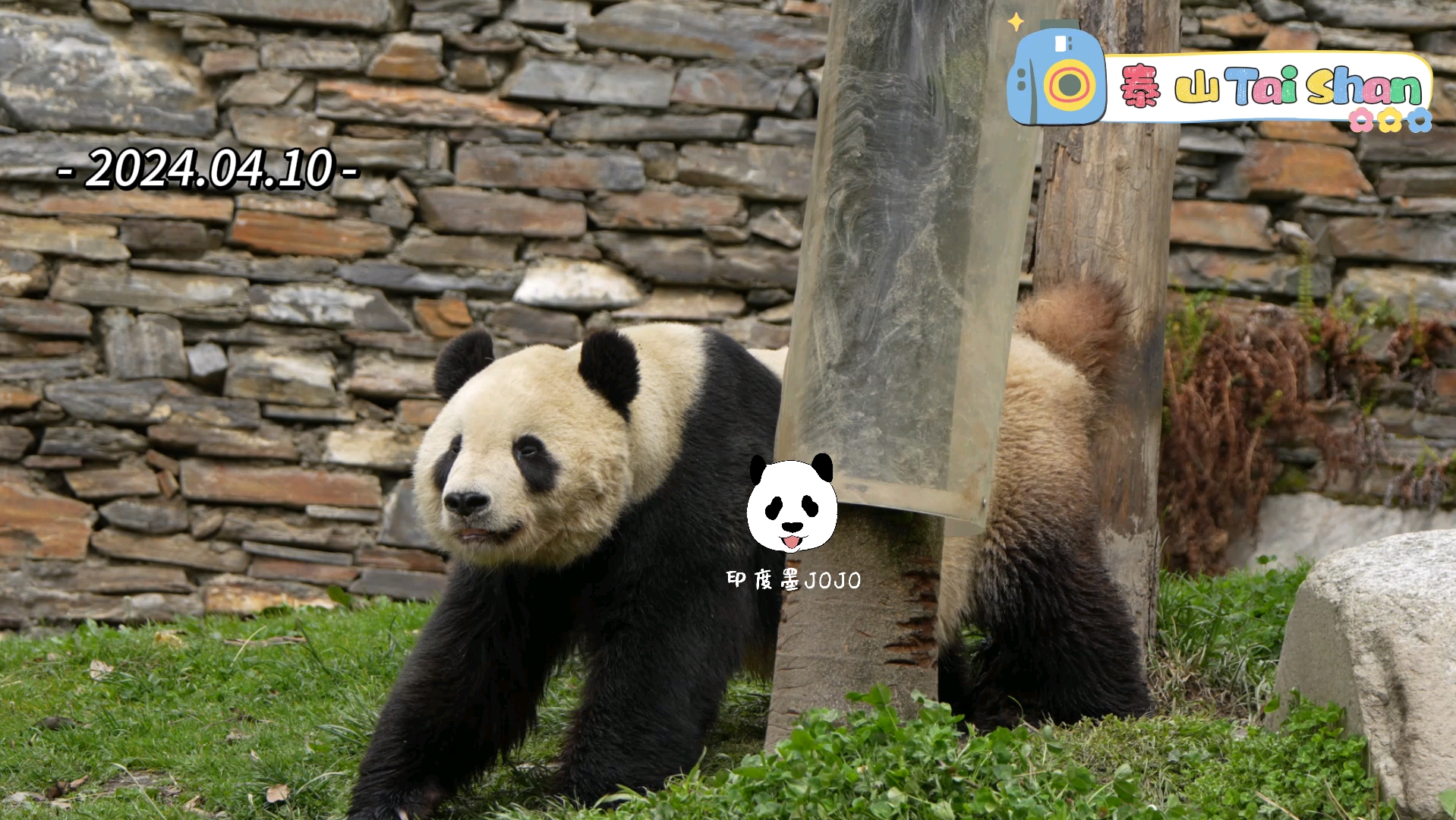 大熊猫泰山.春心萌动的泰果果.