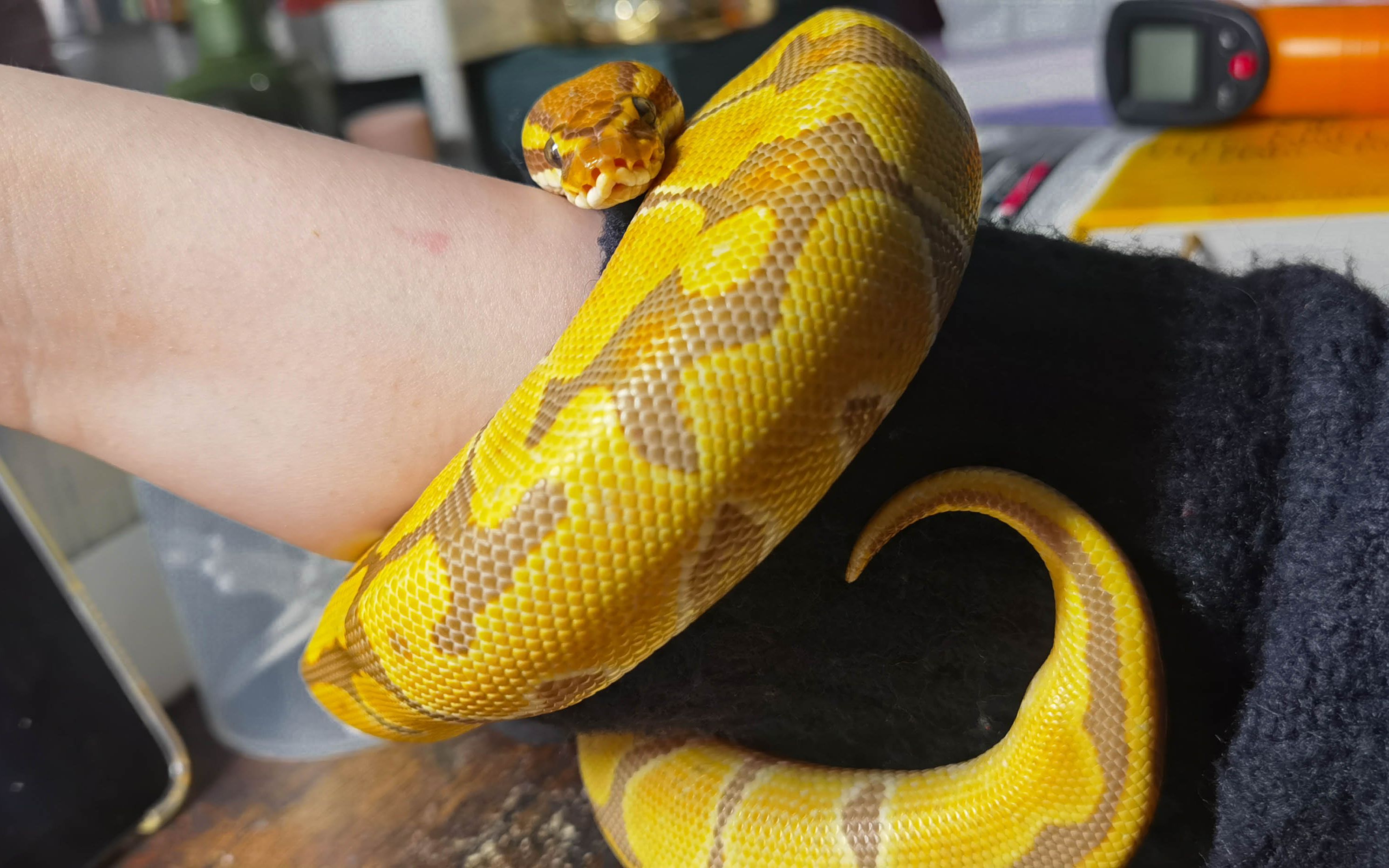 【互动】虎皮卷小球蟒缠住饲主不松手