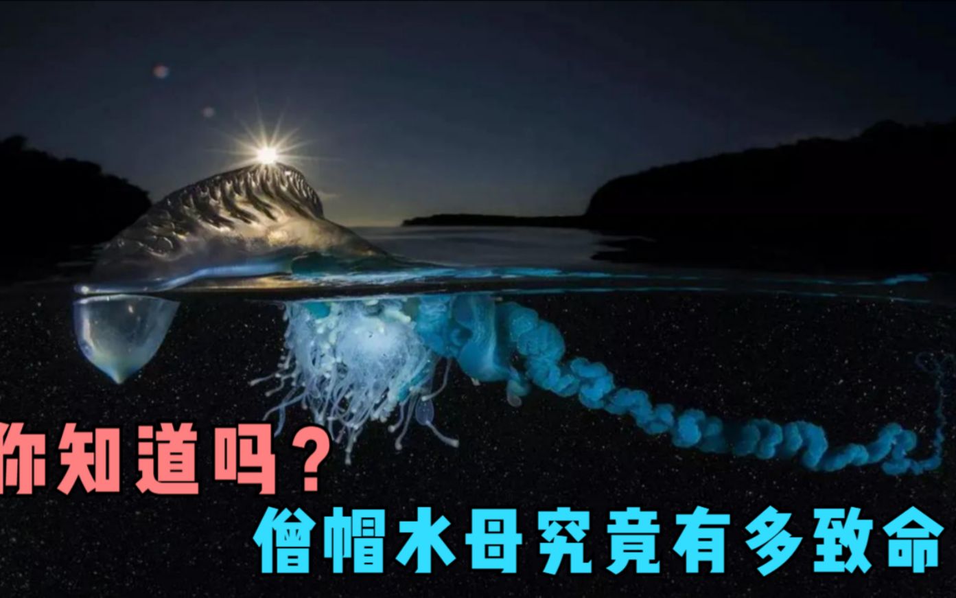 僧帽水母有多致命?站在原地就可以轻松杀死远在22米外的生物!哔哩哔哩bilibili