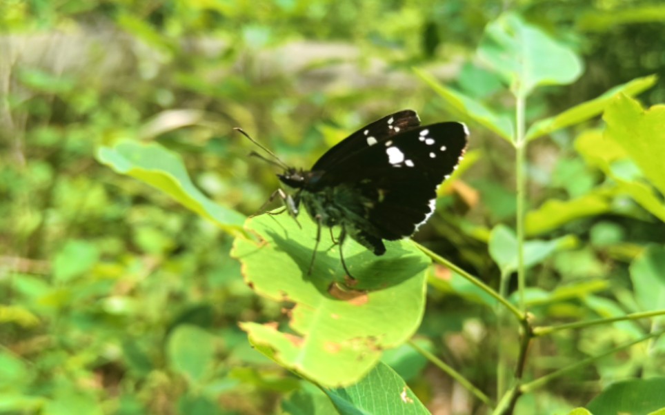 采集斑股深山锹甲,红腿刀锹,鸣鸣蝉,步甲,栗山天牛,中华裸角天牛