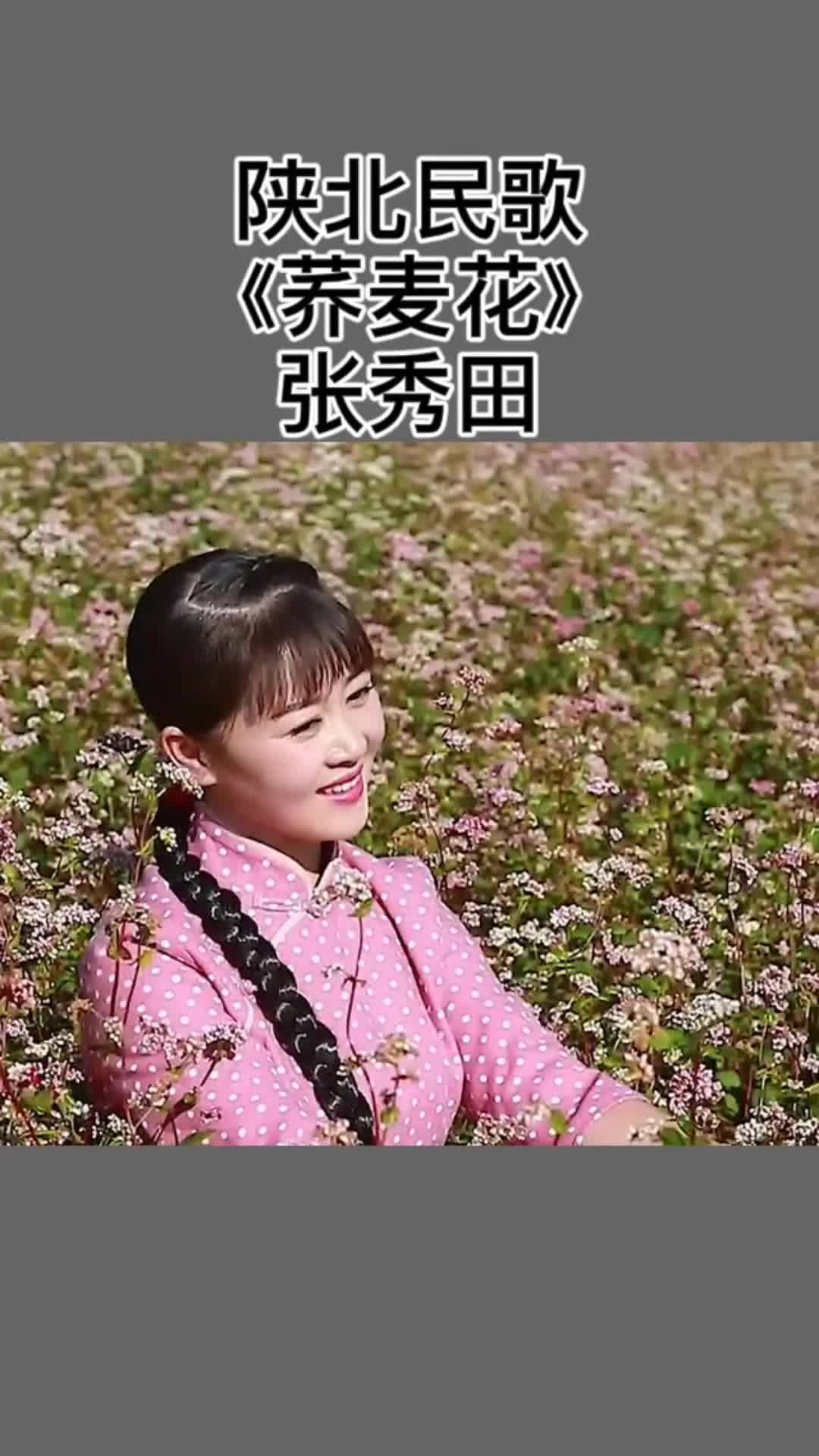 [图]荞麦花儿开#陕北民歌 《荞麦花》