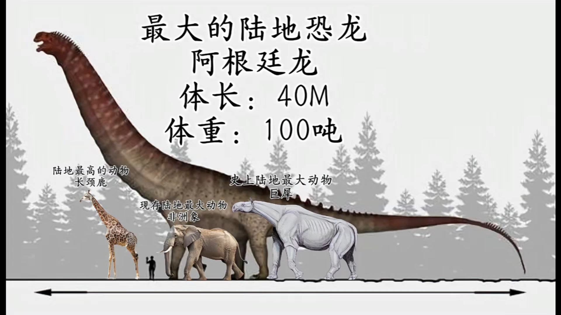 沧龙与巨齿鲨谁厉害