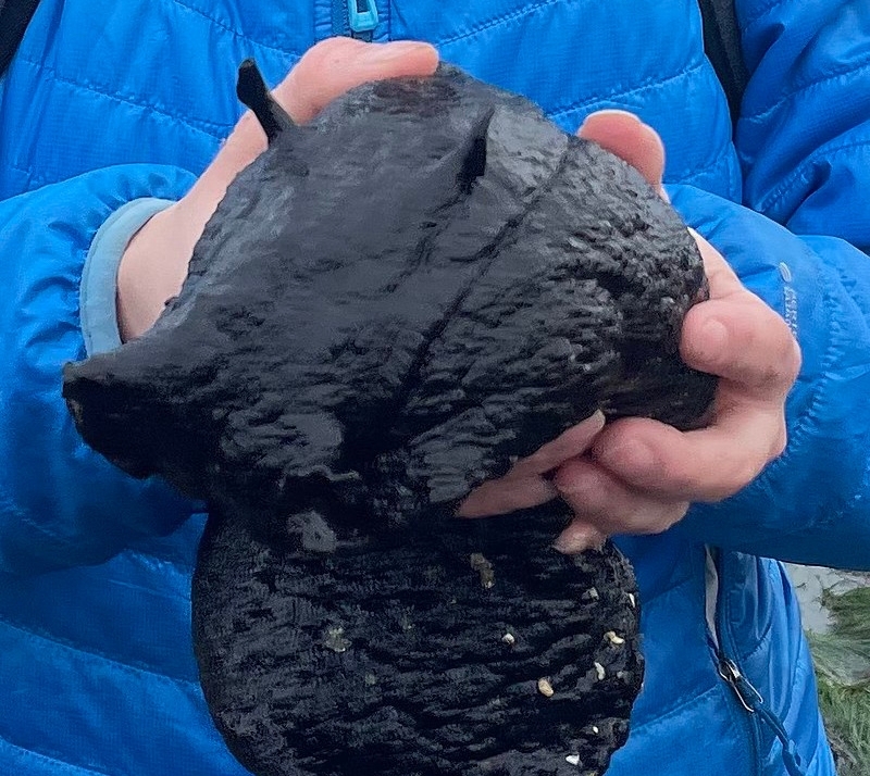 黑海兔是最大的黑兔