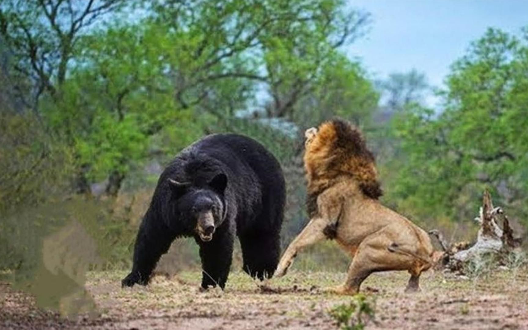 狮子大战黑熊图片
