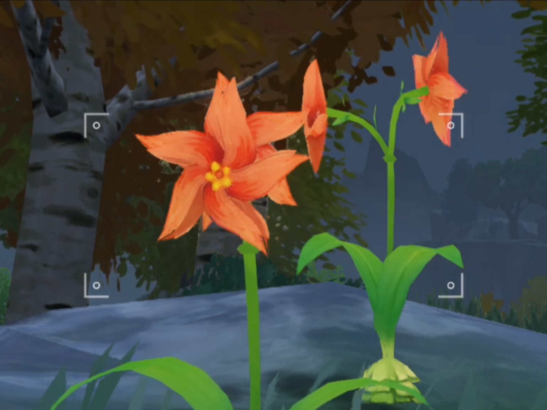 冷知识:下雨天的风车菊会转的更快哦