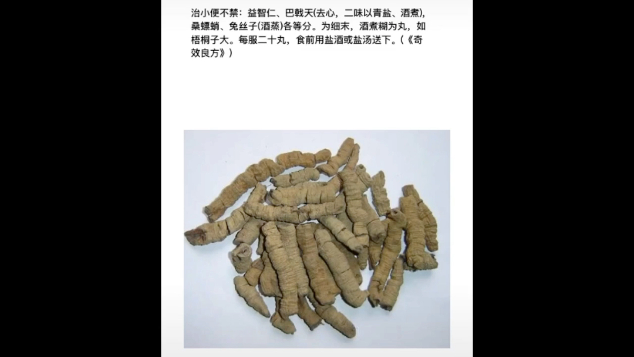 活动作品巴戟天
