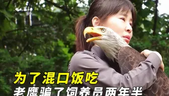 为了混口饭吃，老鹰伪装成“走地鸡”，骗小姐姐2年半