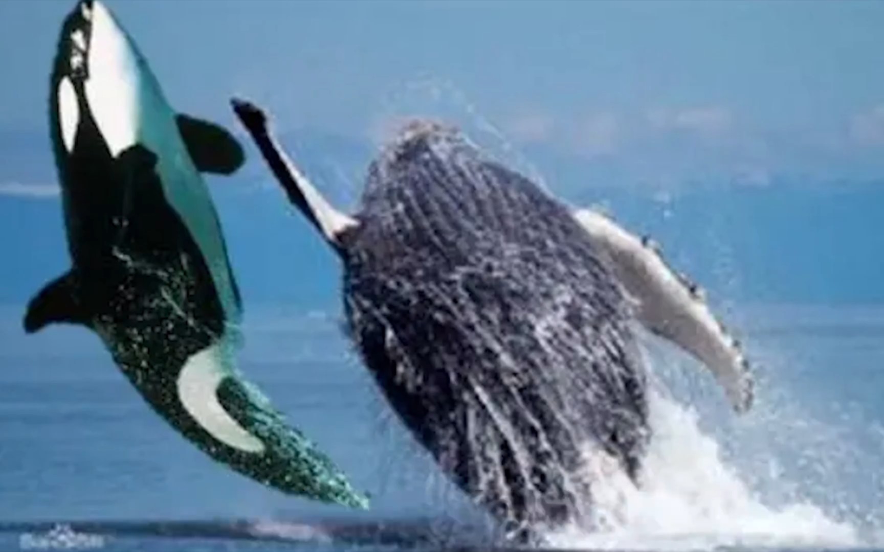 座头鲸打虎鲸图片