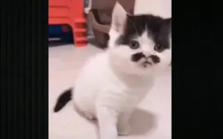 眉毛团子 搜索结果 哔哩哔哩 Bilibili