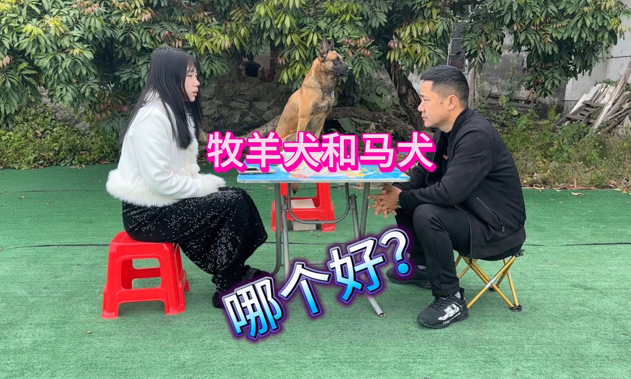 牧羊犬和马犬哪个好?该怎么选?十年训犬师指出重点哔哩哔哩bilibili