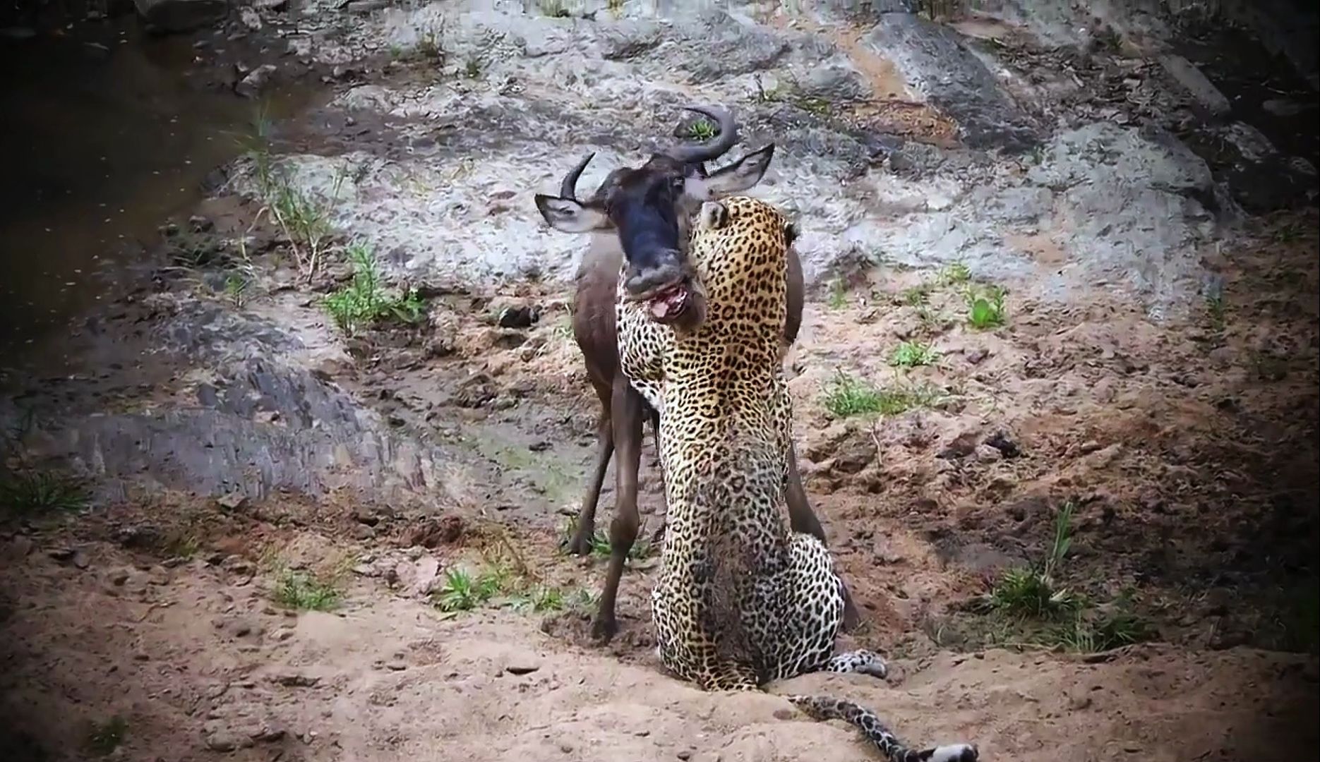 花豹狩猎角马仅限7秒,利牙咬穿喉管令其窒息,角马最后痛苦倒地