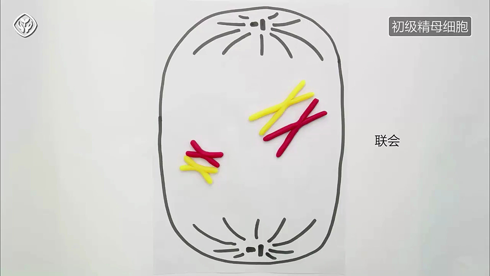 9.模拟减数分裂中非同源染色体的自由组合（人教社出品）