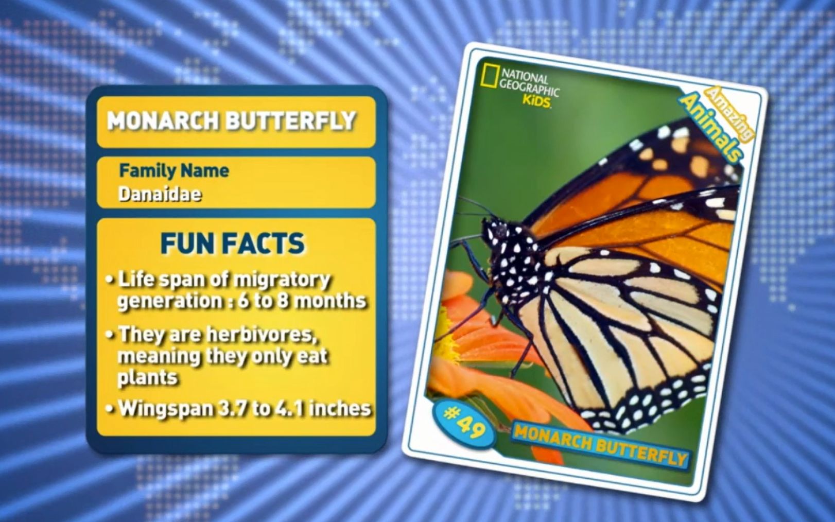 [图]Monarch Butterfly -Amazing Animals 神奇的动物