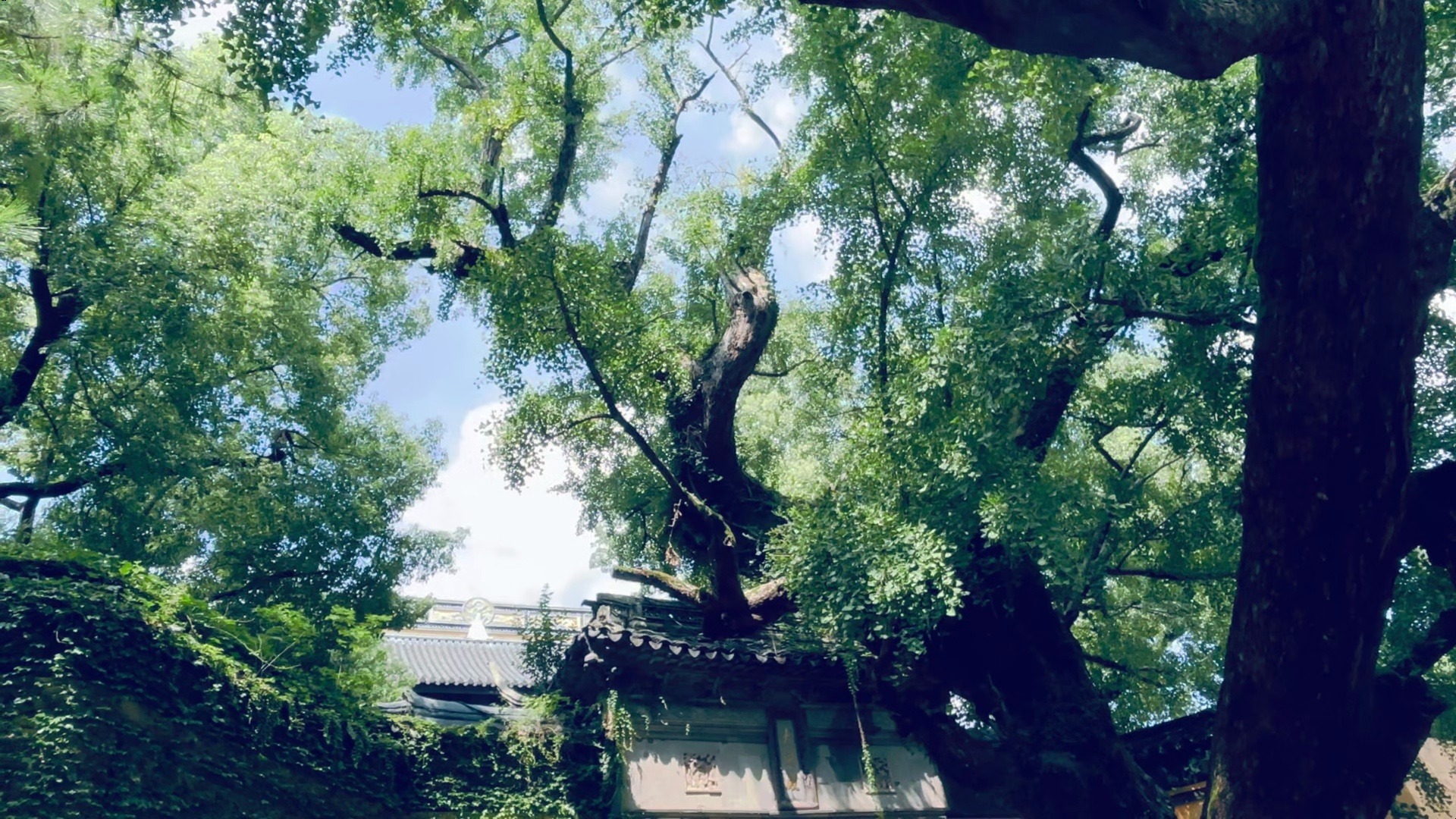夏意栖于惠山