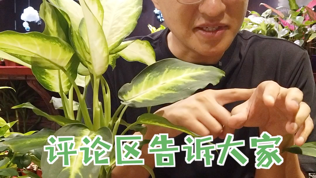 有毒植物万年青哔哩哔哩bilibili