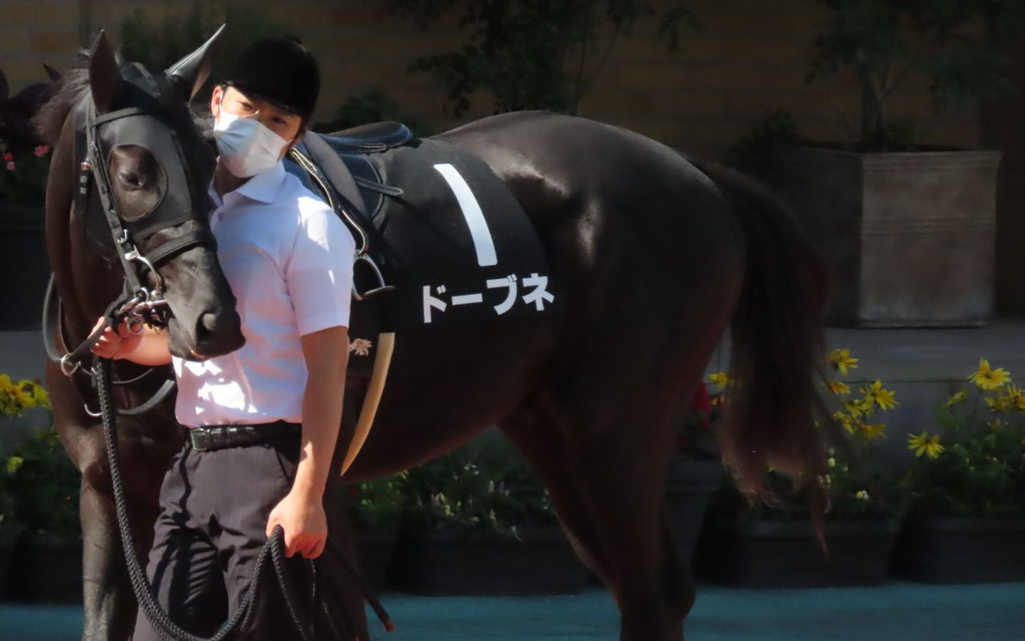 【中央赛马】藤田社长的5亿马ドーブネ 桔梗锦标赛 轻松取得胜利 1号哔哩哔哩bilibili