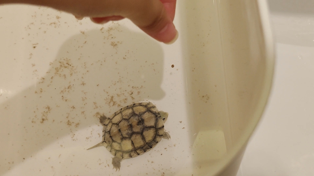 喂食小青龟