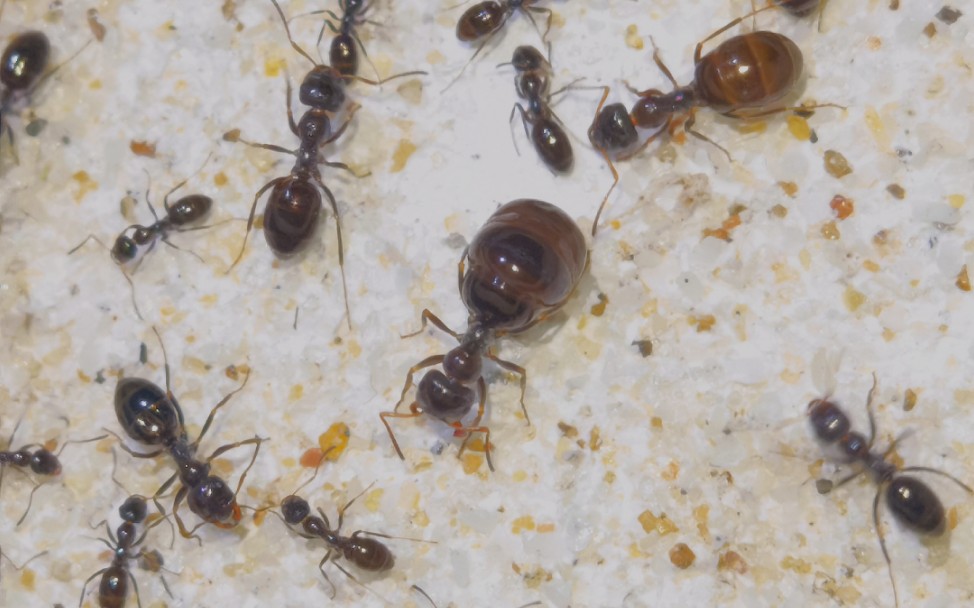 贾氏原蚁活动区