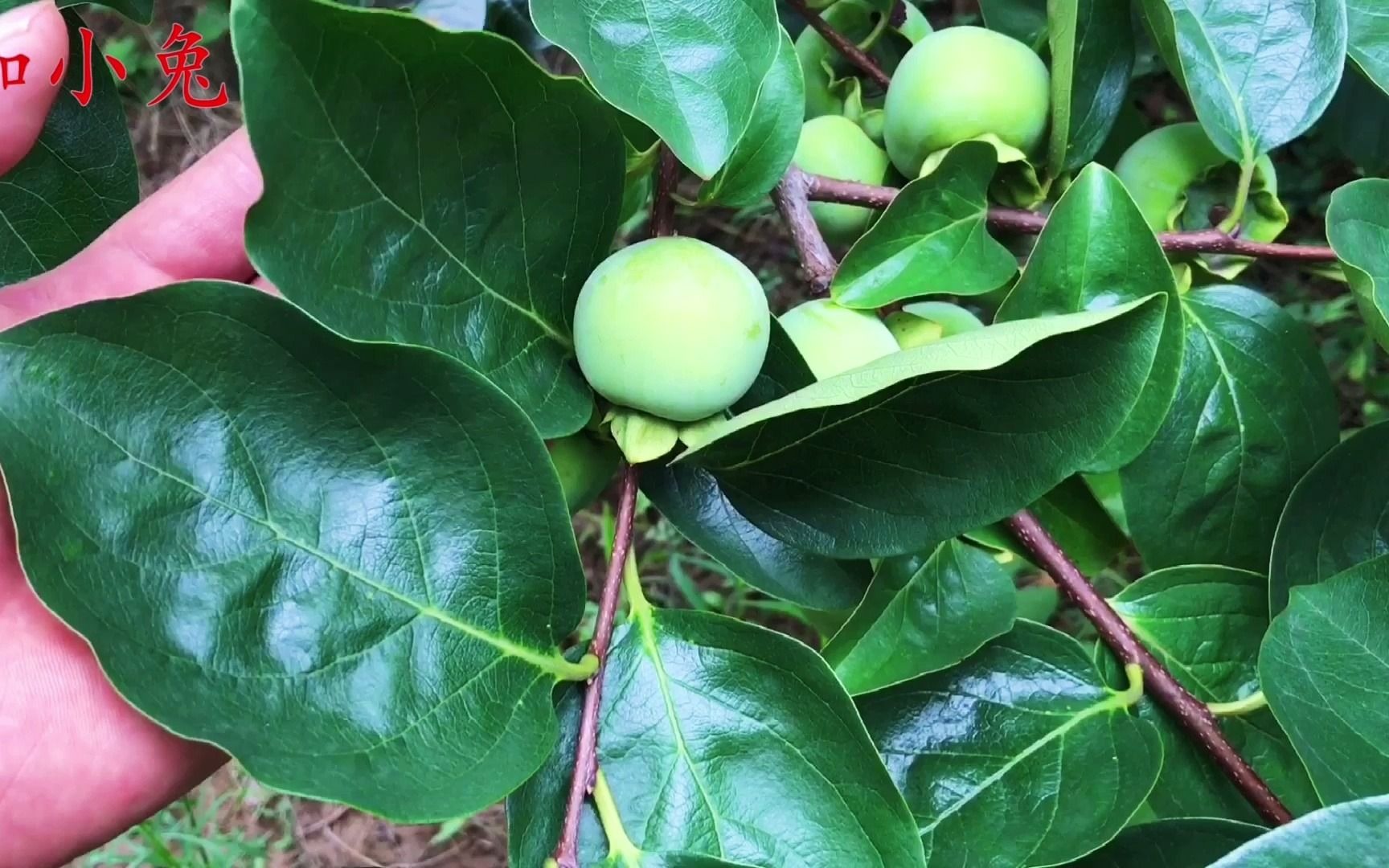 柿子葉吃過嗎?沒想到它的味道這麼好,第一次吃就喜歡上了